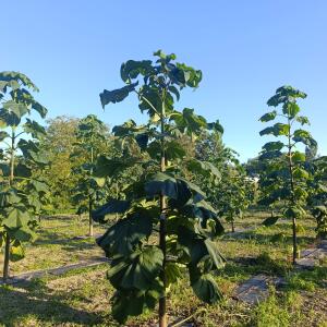 Paulownia en France