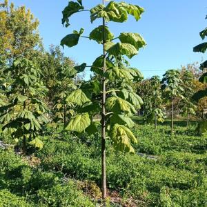 Paulownia en France - 17 October 2025
