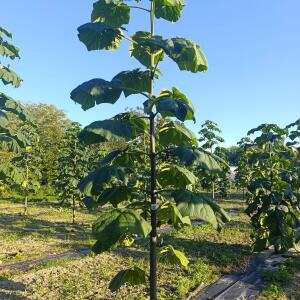 Paulownia en France