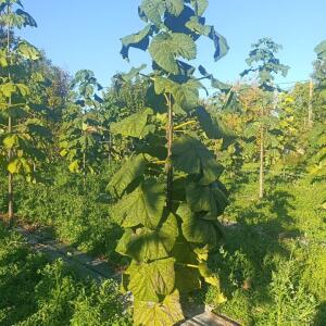 Paulownia en France - 17 October 2025