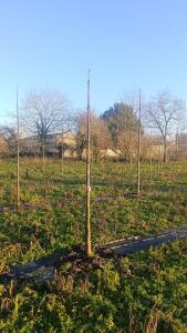 Paulownia en France - 4 January 2026