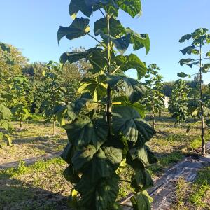 Paulownia en France