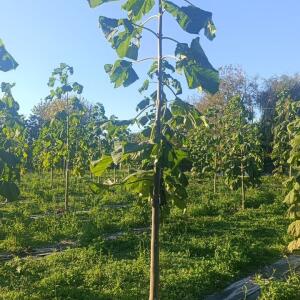 Paulownia en France - 17 October 2025