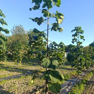 Paulownia en France