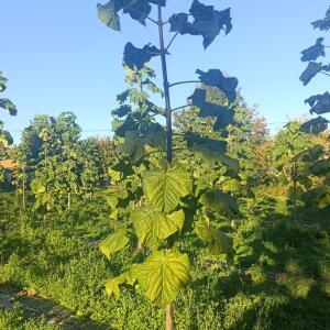 Paulownia en France - 17 October 2025