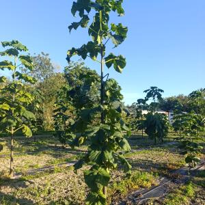 Paulownia en France