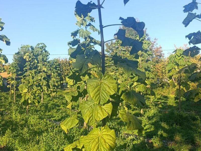 Paulownia en France