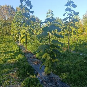 Paulownia en France - 17 October 2025
