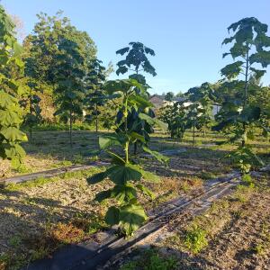 Paulownia en France