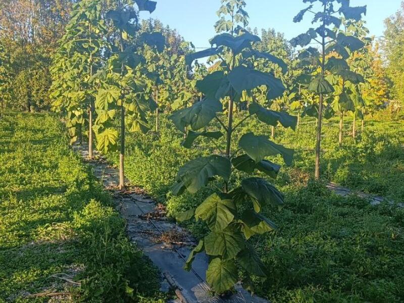 Paulownia en France