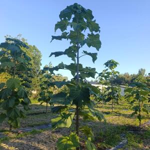 Paulownia en France