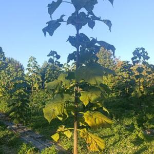 Paulownia en France - 17 October 2025