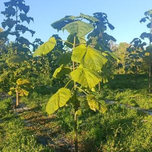 Paulownia en France - 17 October 2025