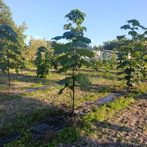 Paulownia en France