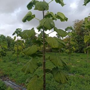 Paulownia en France - 20 October 2025