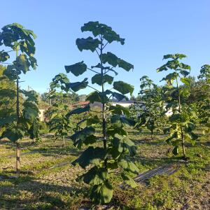 Paulownia en France