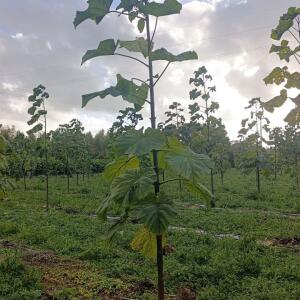 Paulownia en France - 20 October 2025