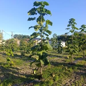 Paulownia en France