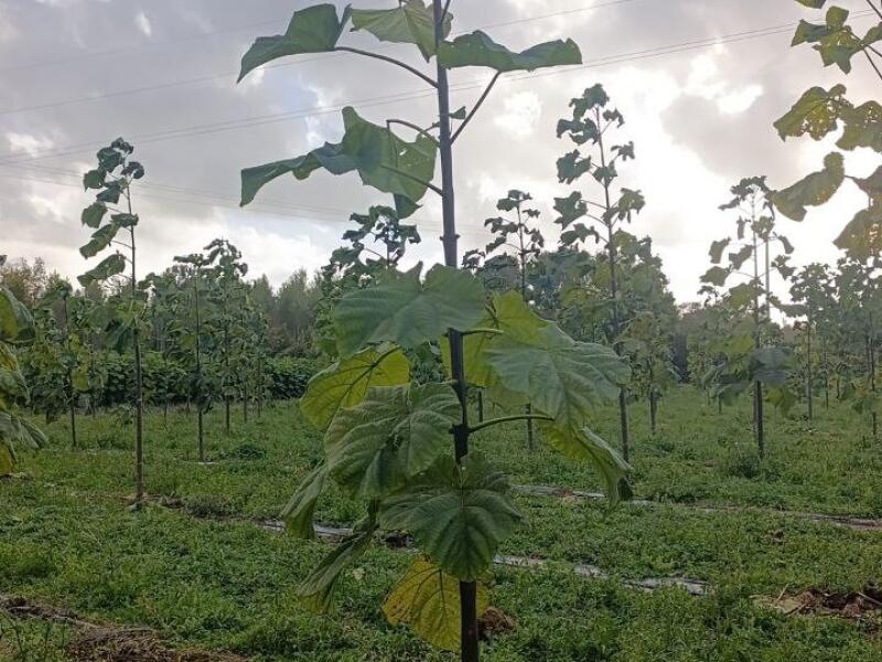 Paulownia en France