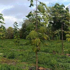 Paulownia en France - 20 October 2025