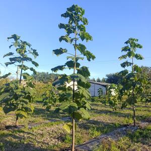 Paulownia en France