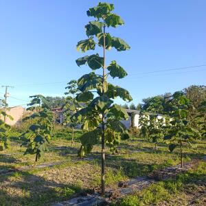 Paulownia en France