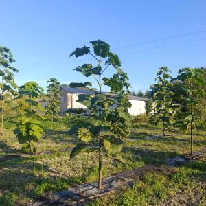 Paulownia en France