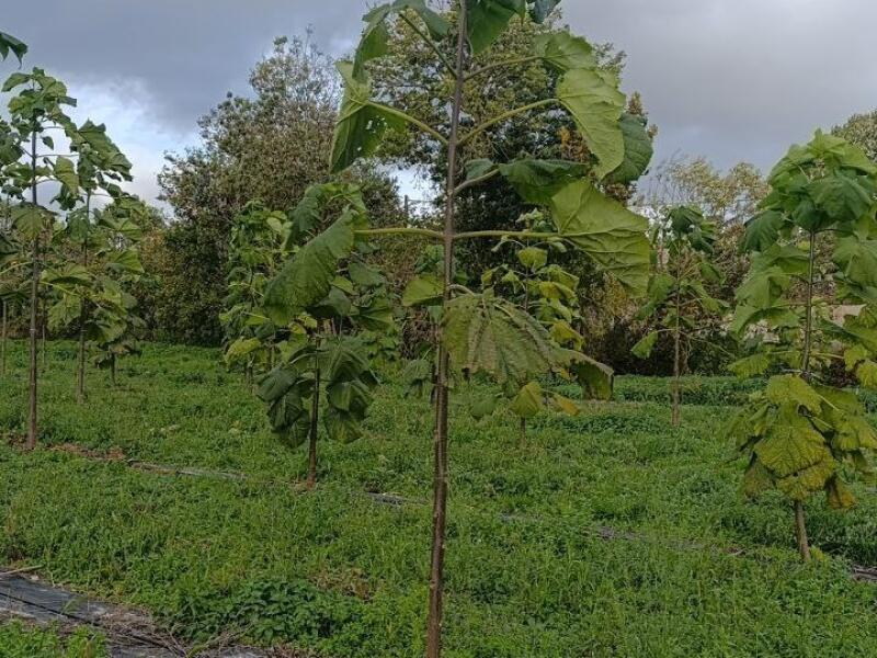 Paulownia en France