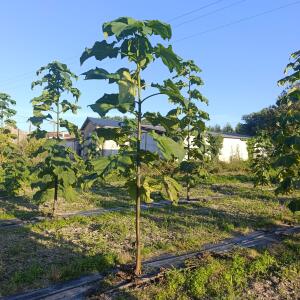 Paulownia en France