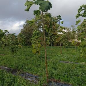 Paulownia en France