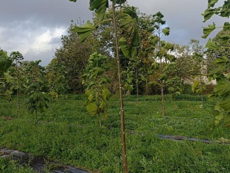 Paulownia en France