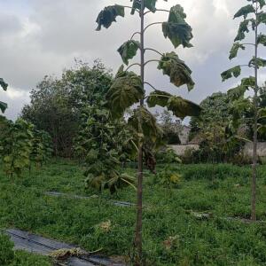 Paulownia en France