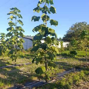 Paulownia en France