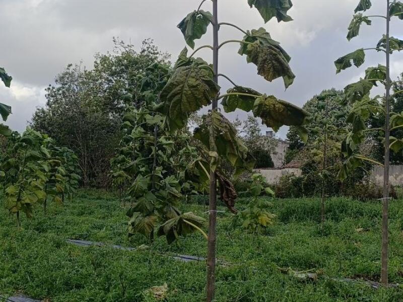 Paulownia en France