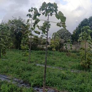 Paulownia en France