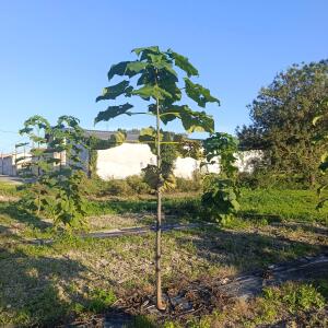 Paulownia en France