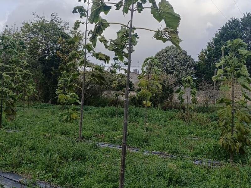 Paulownia en France