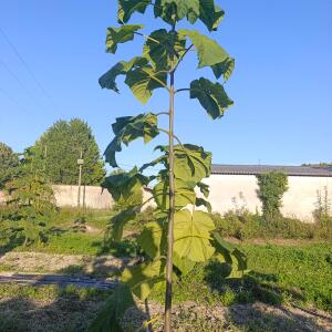 Paulownia en France