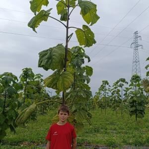Paulownia en France
