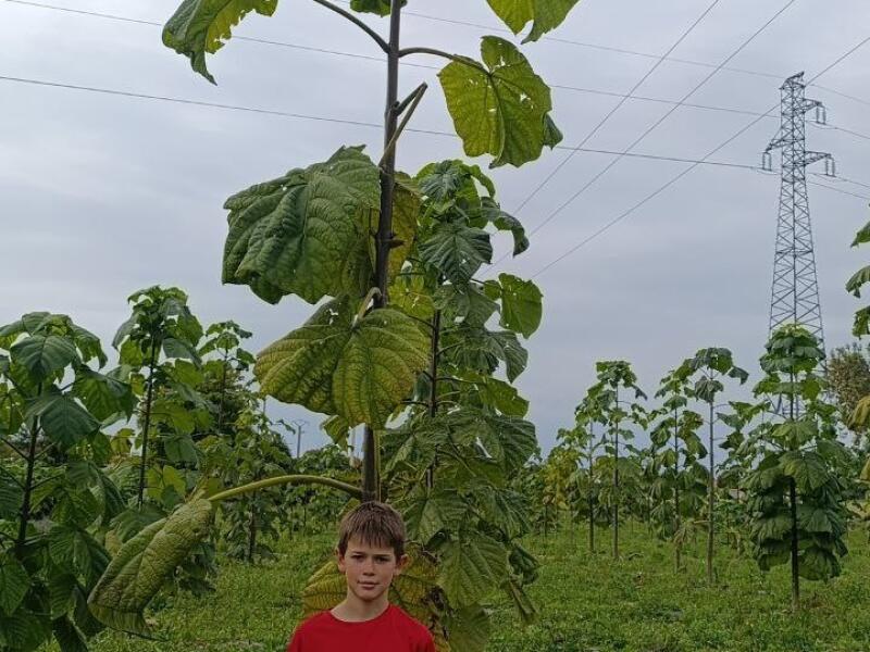 Paulownia en France