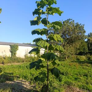 Paulownia en France