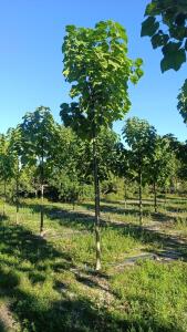 Paulownia en France