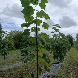 Paulownia en France