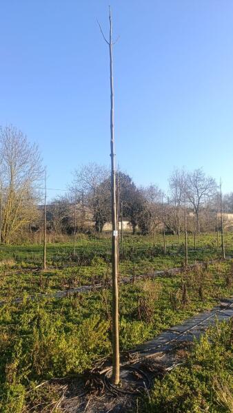 Paulownia en France