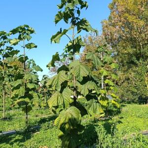 Paulownia en France - 17 October 2025