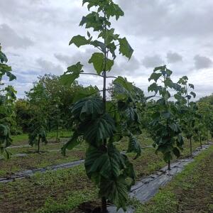 Paulownia en France