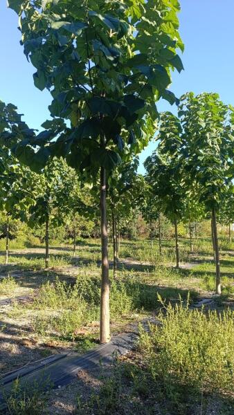 Tree #1288