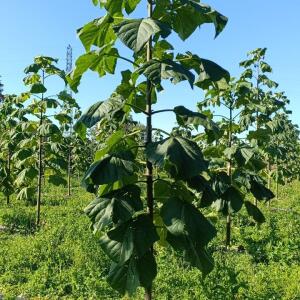 Paulownia en France - 17 October 2025