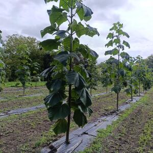Paulownia en France