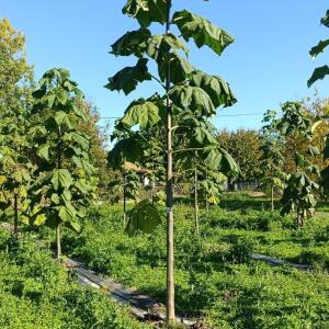Paulownia en France - 17 October 2025